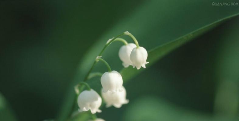 铃兰花语与寓意（探索铃兰花语）