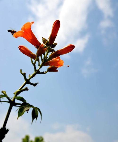 凌霄花的花语（解读凌霄花的意义和象征）