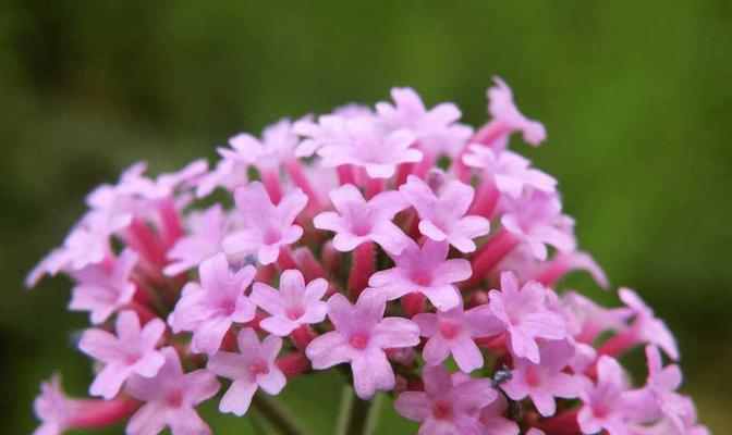 柳叶马鞭草（探秘柳叶马鞭草的花语与特点）