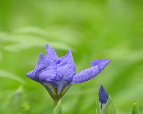 以马兰花的花语与象征意义（探索马兰花的独特寓意）