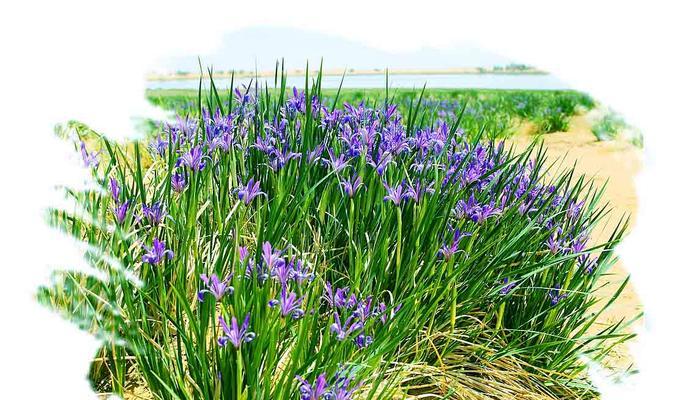 以马兰花花语——寓意与文化传承（探秘以马兰花的深刻寓意与悠久传承）