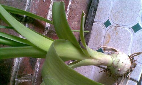 大蒜是喜阳还是喜阴植物（探究大蒜的光照需求及种植技巧）