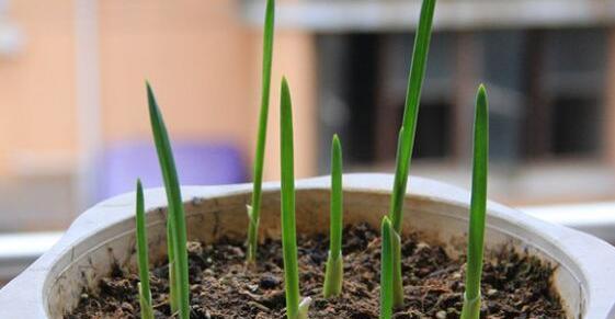 大蒜种植技巧（掌握适宜深度）