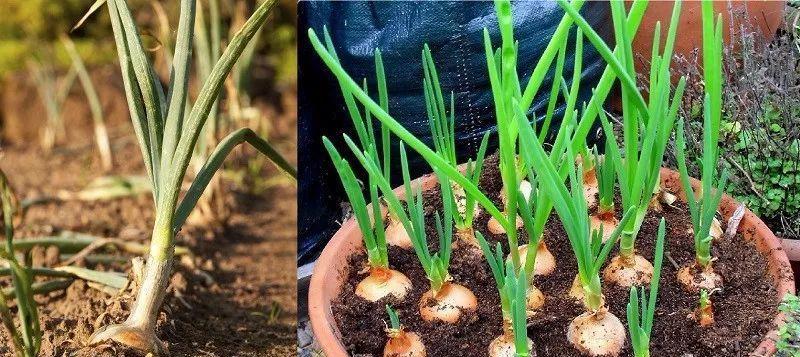 如何种植大蒜（从种子到收获的全过程）