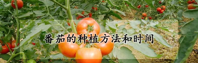 如何种植大西红柿种子（从选种到收获）