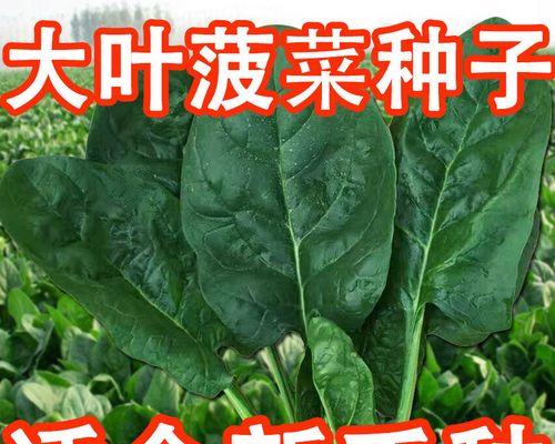 大叶蔬菜，营养与美味并存（探究大叶蔬菜的种类）