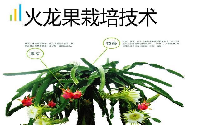 火笼果不开花的原因探究（解读火笼果生长与开花的机制）