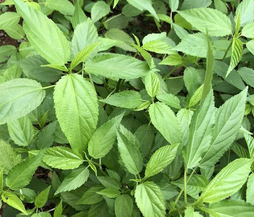 探秘火麻仁（从种植到消费）