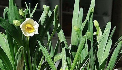 「聚宝盆」——天上火命的财运植物（种植天上火命的秘诀和注意事项）