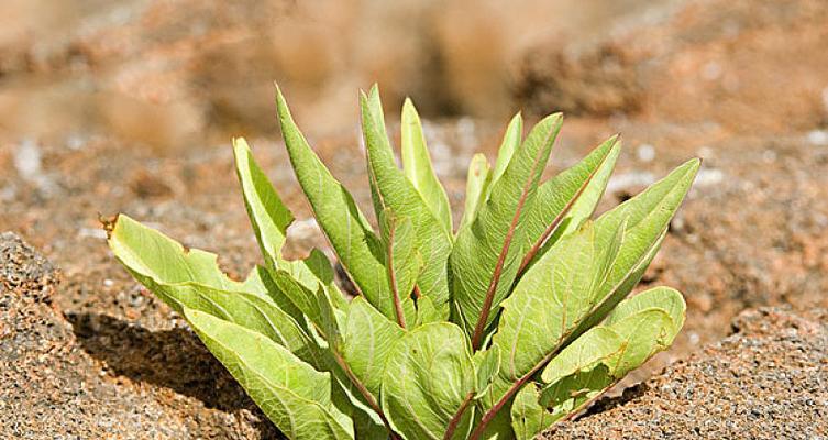 火山岩上的植物世界（探寻适合在火山岩上生长的植物种类）