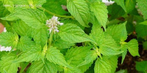 霍香——中国常用的药用植物