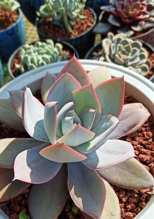 鸡蛋花，多肉植物之一（了解鸡蛋花的特点及栽培方法）