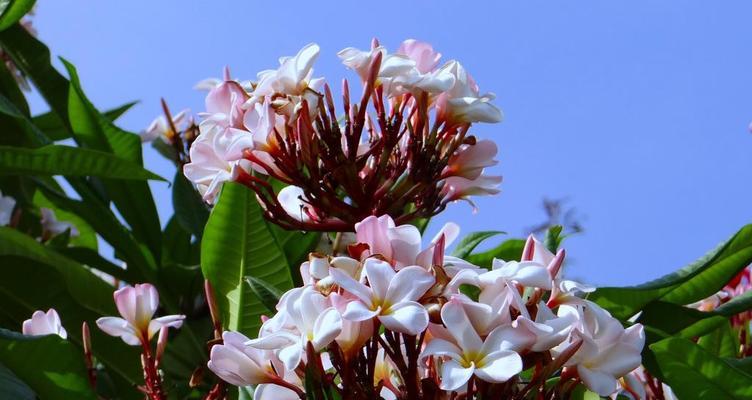 鸡蛋花——中国国花的故事（一朵寓意深刻的花朵）