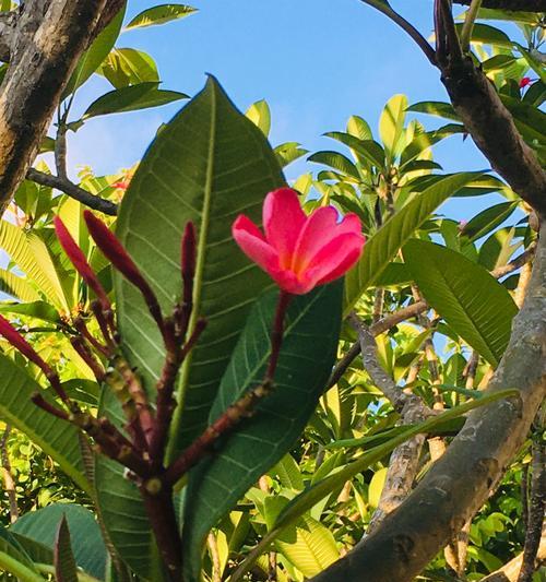 探究鸡蛋花的生长环境——热带植物的特性（从地理分布到适宜环境）