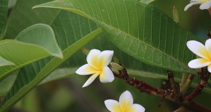 鸡蛋花的开花时间与月份（探秘鸡蛋花的花期和生长习惯）