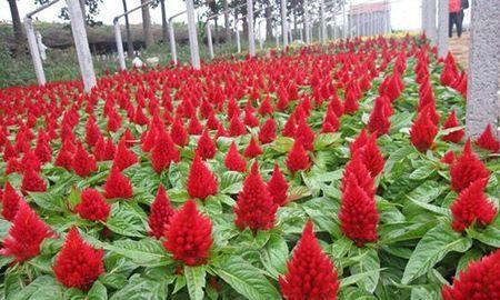 揭秘鸡冠花，多年生植物的成长之路（了解鸡冠花的生态习性和种植技巧）