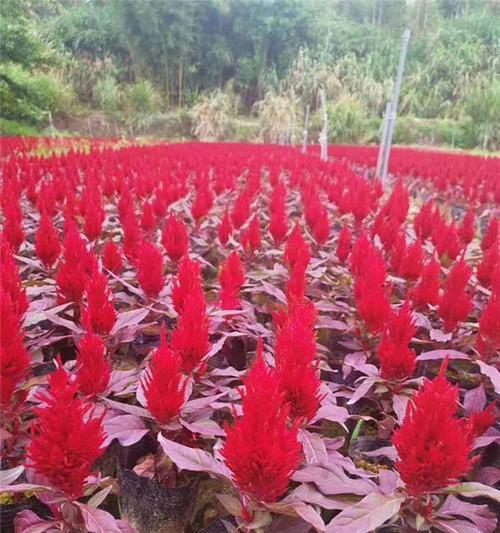 鸡冠花种植全攻略（栽种时间）