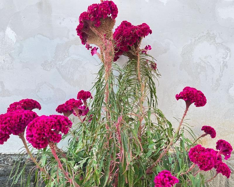 鸡冠花种植详解（适合几月份种植）