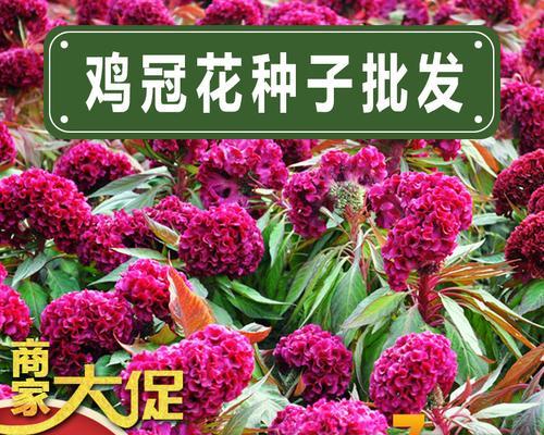 鸡冠花种子发芽全过程剖析（从浸泡到发芽）