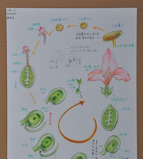 教你如何种植鸡冠花（从选购种子到善后管理）