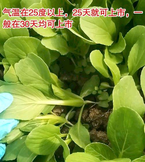 揭秘鸡毛菜和油菜的区别（鸡毛菜和油菜到底是不是一种菜）