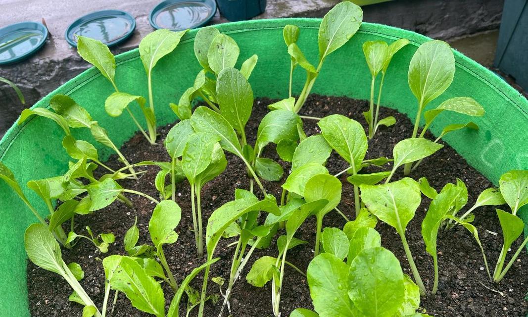 种植鸡毛菜的最佳时期（选择最优时间）