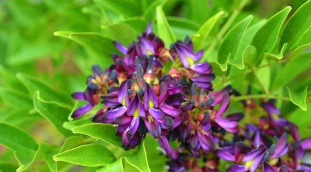 探秘国家保护植物鸡血藤（从特征、分布到保护）