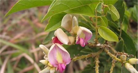 探秘国家保护植物鸡血藤（从特征、分布到保护）