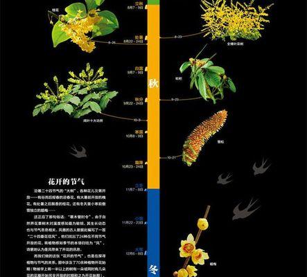 吉普赛满天星的种植技巧与注意事项（打造绚丽多彩的花园）