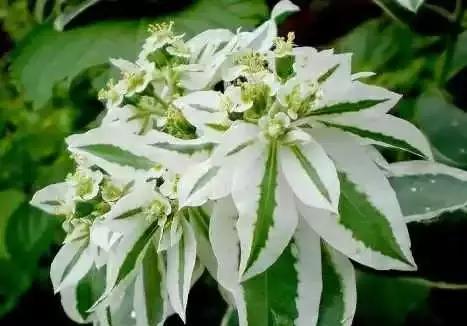 吉祥草开花之美（观赏吉祥草开花的惊艳与感动）