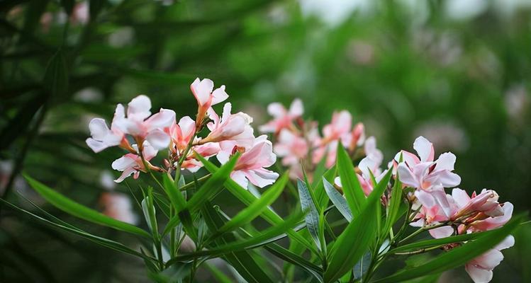 夹竹桃花期是什么时候（探究夹竹桃的开花时间和成长习性）