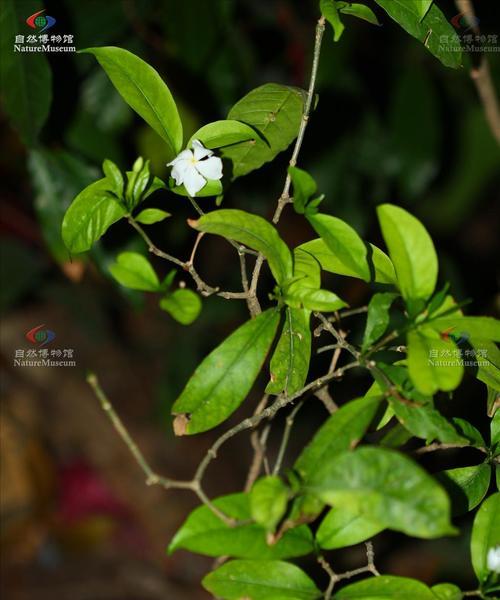 揭秘夹竹桃的植物分类（夹竹桃是否为双子叶植物）