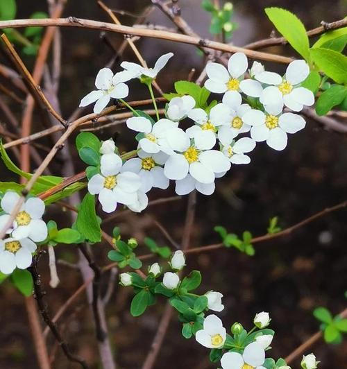 等我——以玫瑰花的花语为主题的文章（用鲜花传达心意的美丽语言）