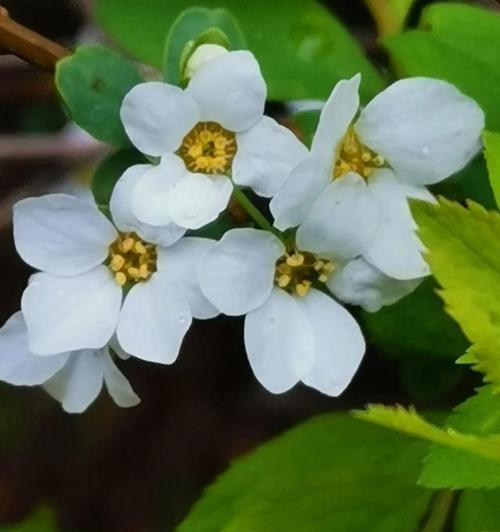 奋斗之花（百合花的花语与奋斗的含义）