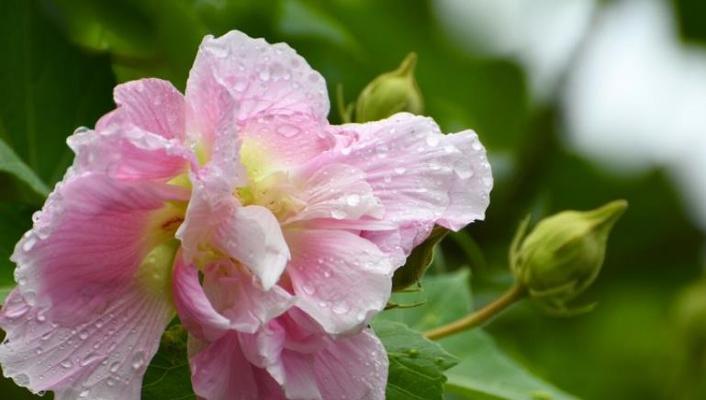 疯狂之花（以疯狂为主题的花语）