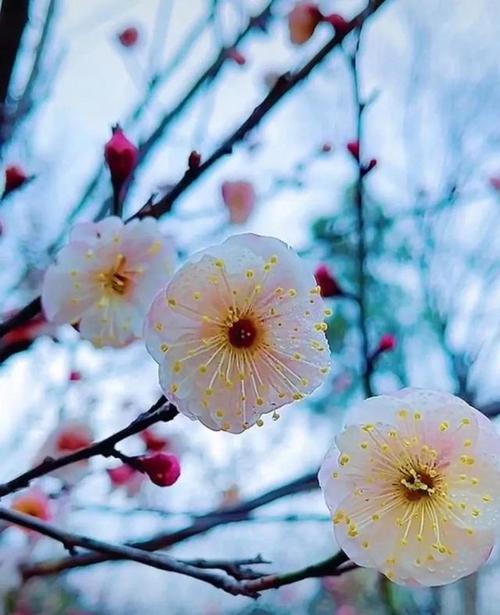 高冷的花语——银杏花开（凌冽冷傲）