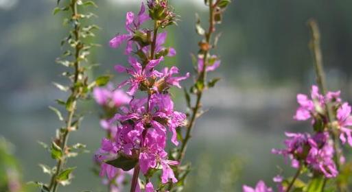 迷茫中的孤独花园（探寻孤独迷茫中的内心世界）