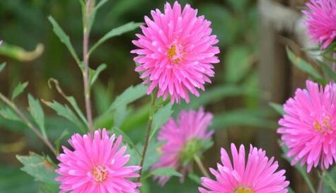 以菊花的花语鼓励人心（用花的语言传递力量）