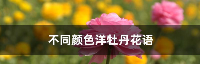 闺蜜友谊，以百合花传递真挚情谊（用百合花语诠释闺蜜间的深情厚谊）