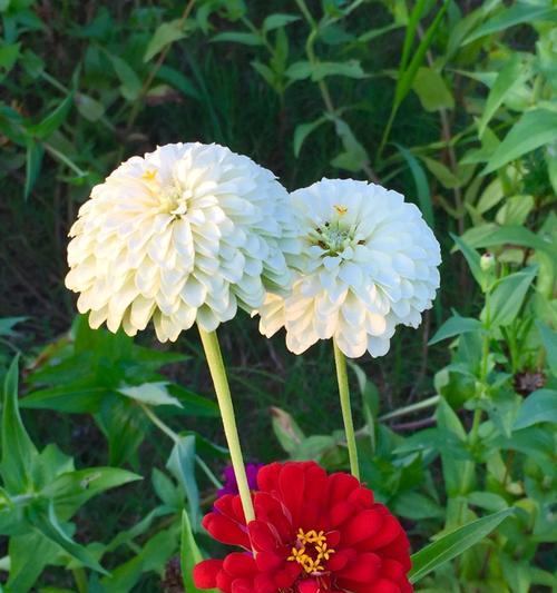 闺蜜友谊，以百合花传递真挚情谊（用百合花语诠释闺蜜间的深情厚谊）