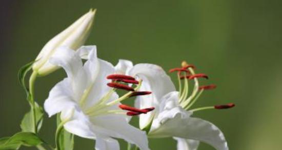 和好之花（以百合花为载体）