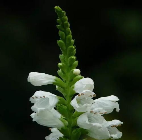 谎言花开（以百里香为例）