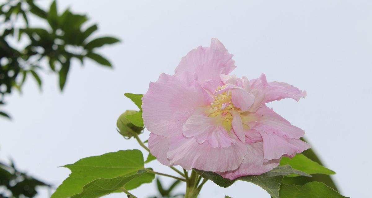 以菊花的花语为主题的文章（菊花花语传递坚韧和勇敢的力量）