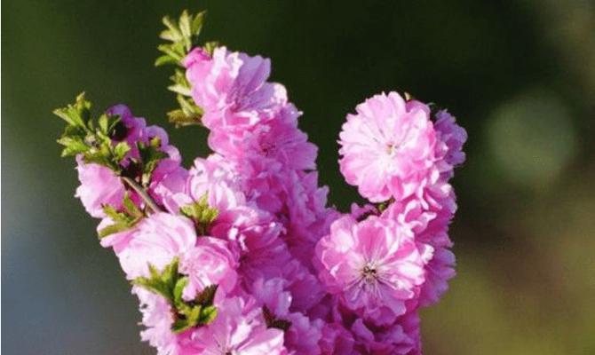 以菊花的花语为主题，写一个关于金榜题名的文章（金榜题名）