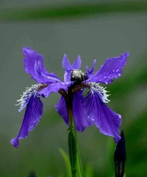 绝望之花（郁金香花语中的绝望与苦闷）