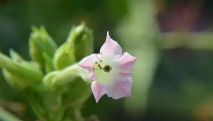 冷漠的花语——探寻冷漠背后的内涵（以菊花为例）