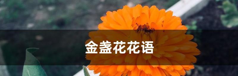 别离之花（百合花——离别的象征）