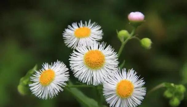 轮回之花——解读以菊花为主题的花语（探索菊花的生命轮回）