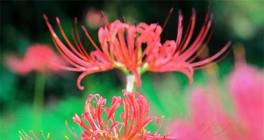 轮回之花——解读以菊花为主题的花语（探索菊花的生命轮回）