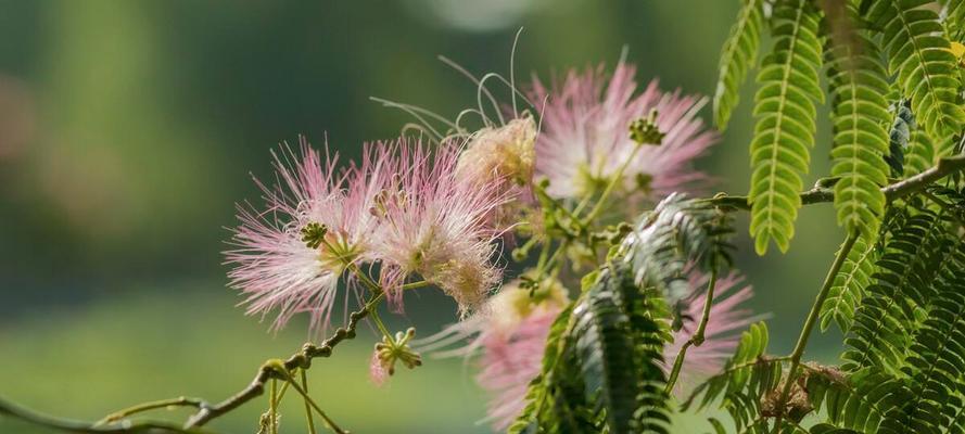 梦境如花（风信子花语解读梦境的奥秘）